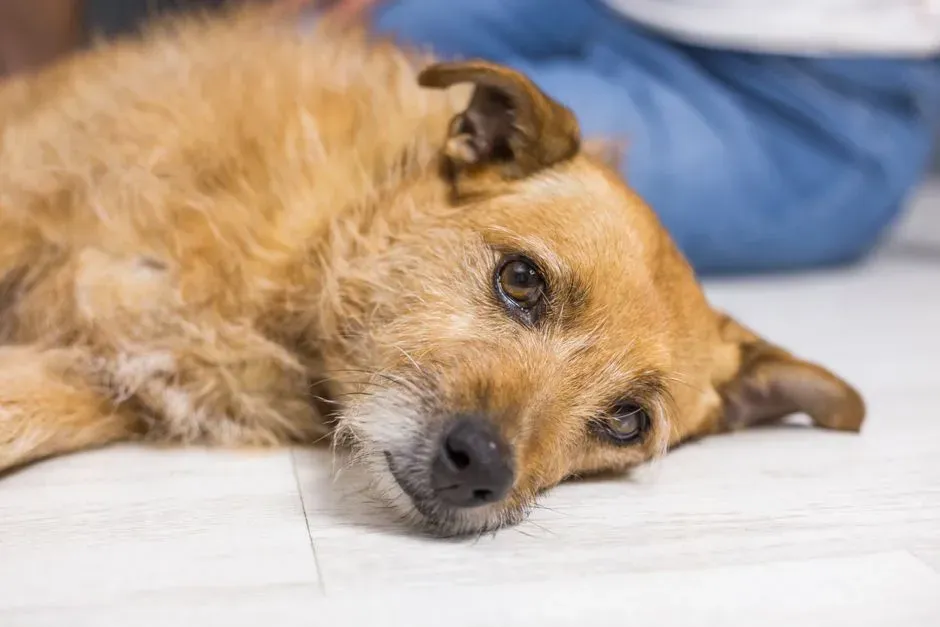 They Become Deeply Lethargic and Weak (Image Credits: Pexels)