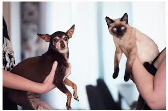 Siamese (Image Credits: Wikimedia)