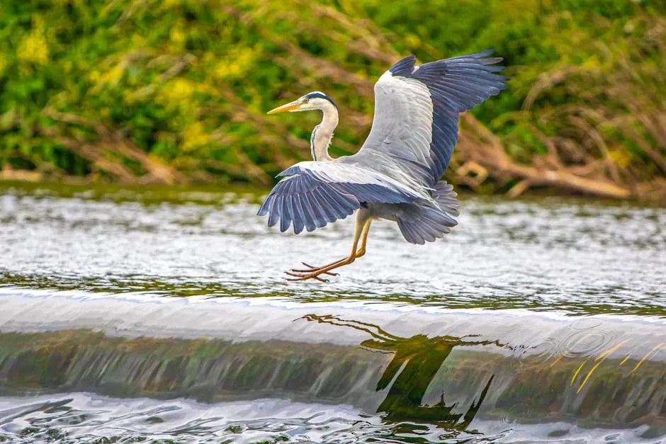 Libra: The Graceful Heron (Image Credits: Pexels)