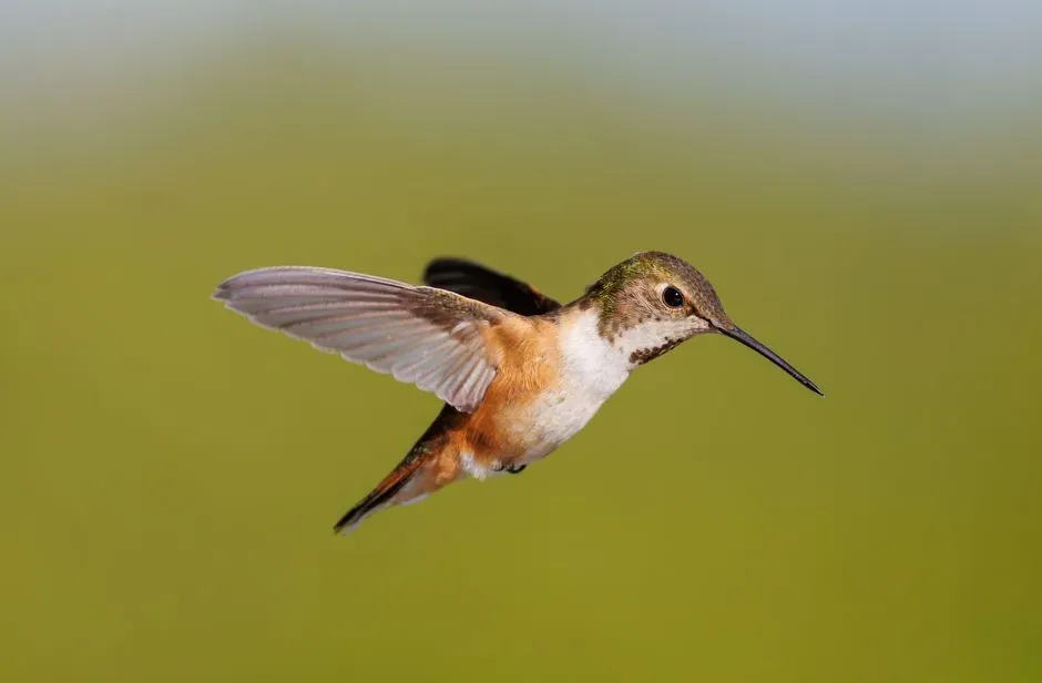 They show brief pauses in midair hovering (Image Credits: Pexels)