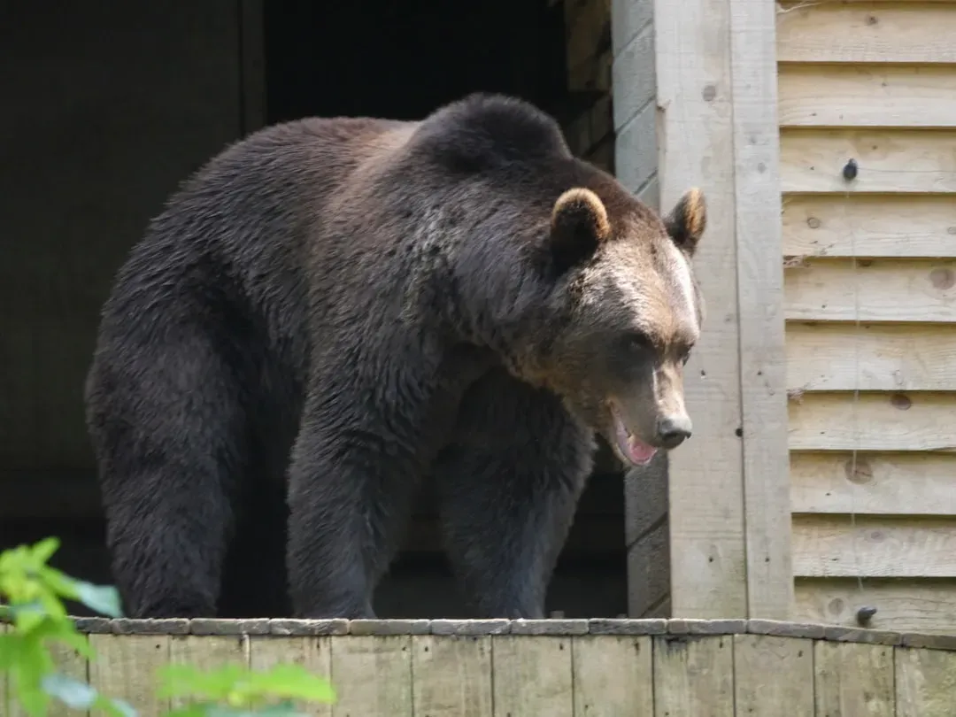 Why Bears Are Coming to Your Home in the First Place (Image Credits: Unsplash)