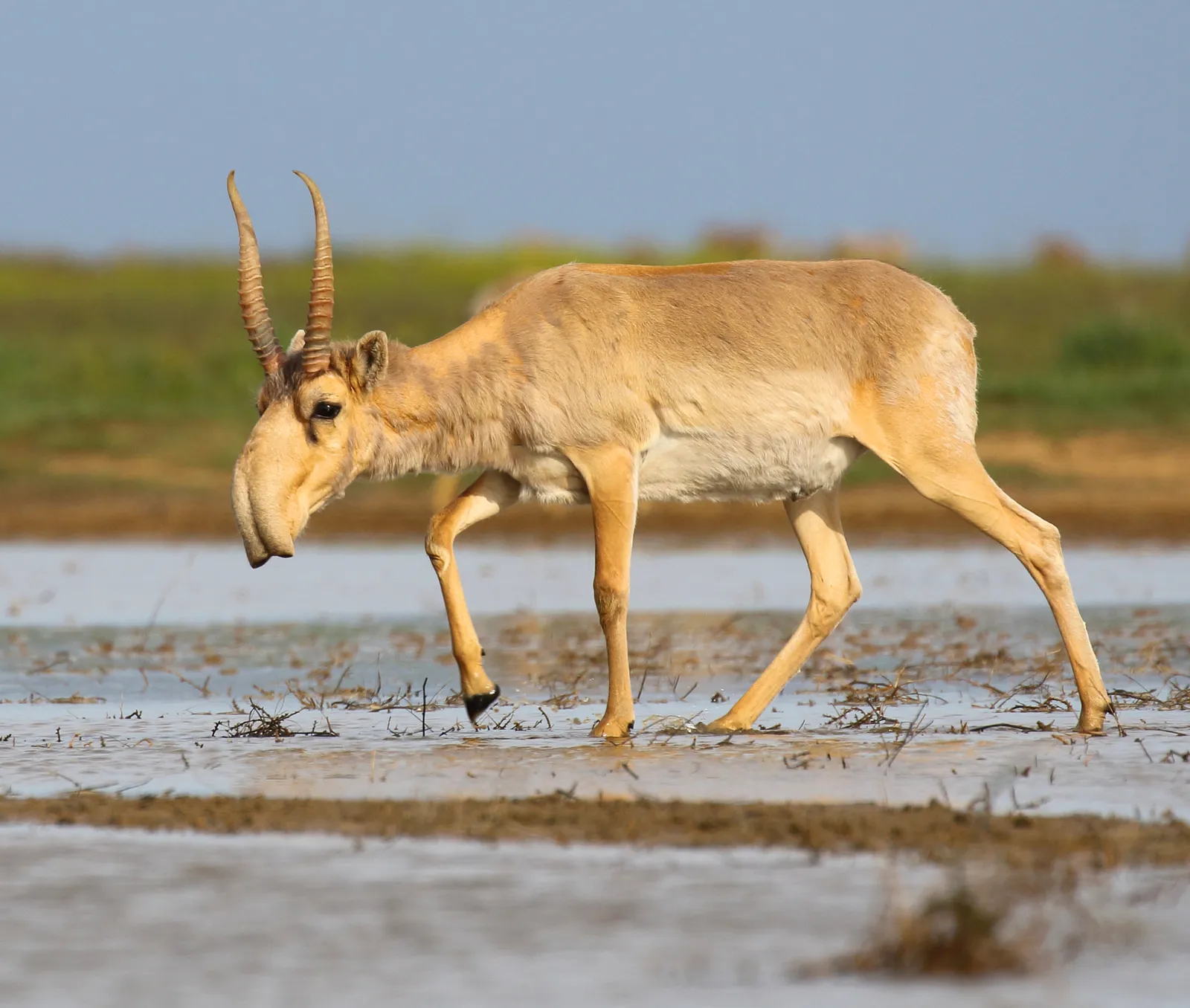 5. Males’ Noses May Play a Role in Mating Battles and Displays (By Andrey Giljov, CC BY-SA 4.0)