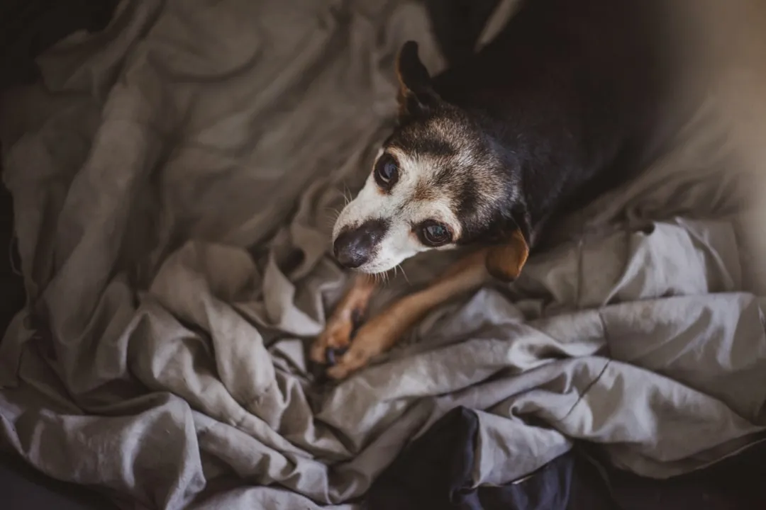 #11 - They Seek Your Arms Specifically at Night (Image Credits: Unsplash)
