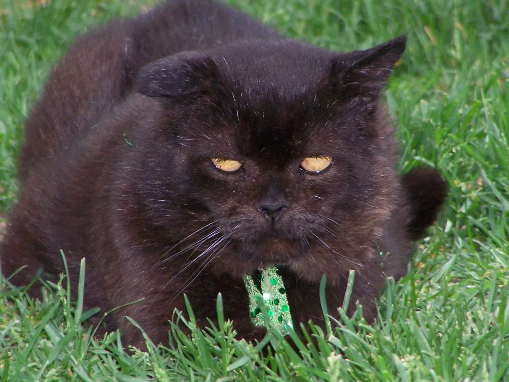 #9 - Litter Box "Accidents" Are Rarely About Behavior at This Age (Rocky Mountain Feline Rescue, Flickr, CC BY 2.0)