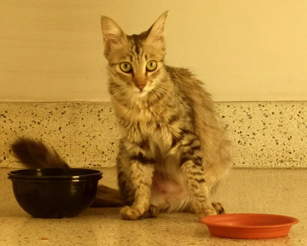 The Slow Blink: Your Cat's Version of
