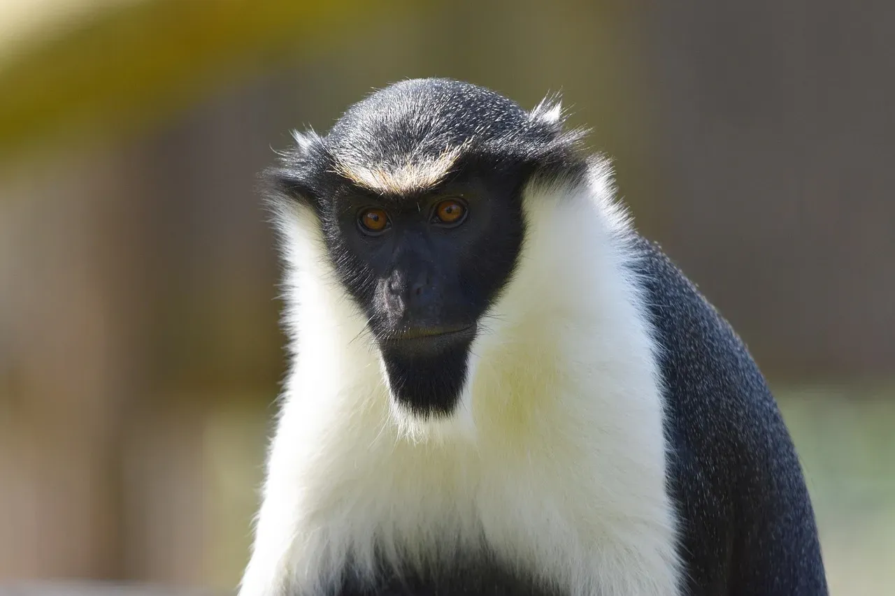 West African Diana Monkeys and Campbell's Monkeys (Image Credits: Pixabay)