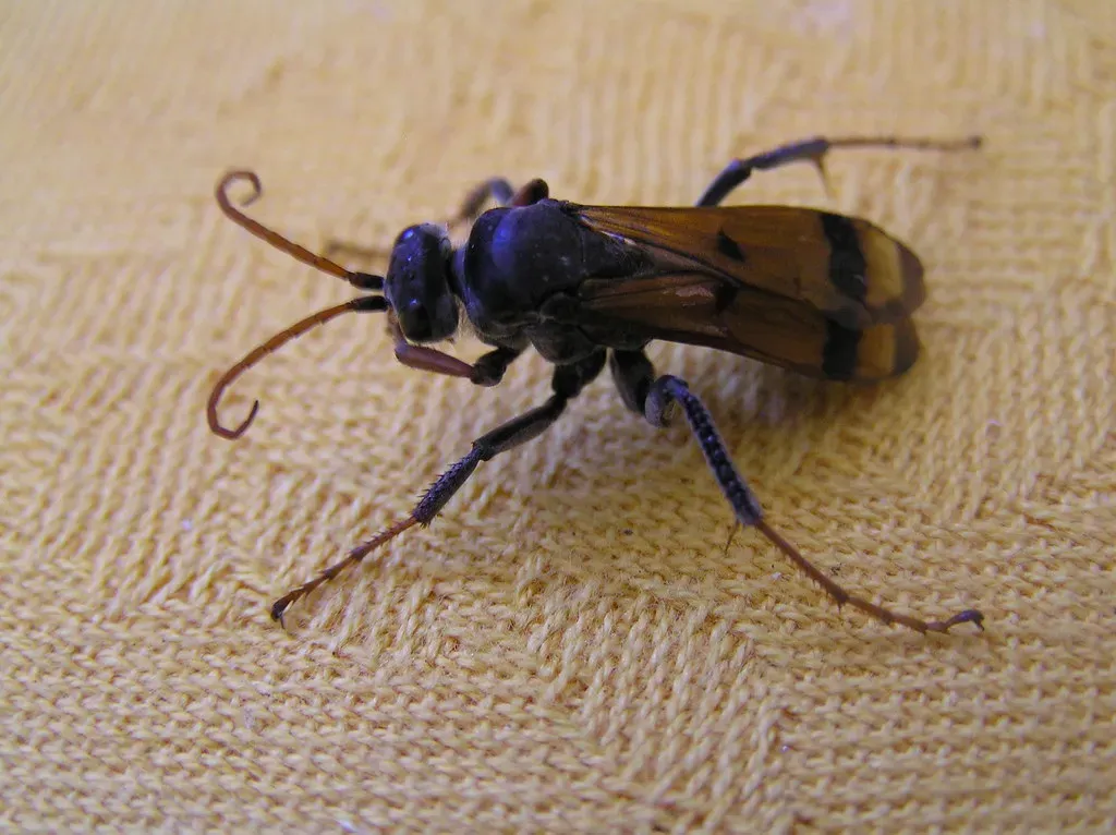 An Unusual Increase in Other Insects (Image Credits: Flickr)