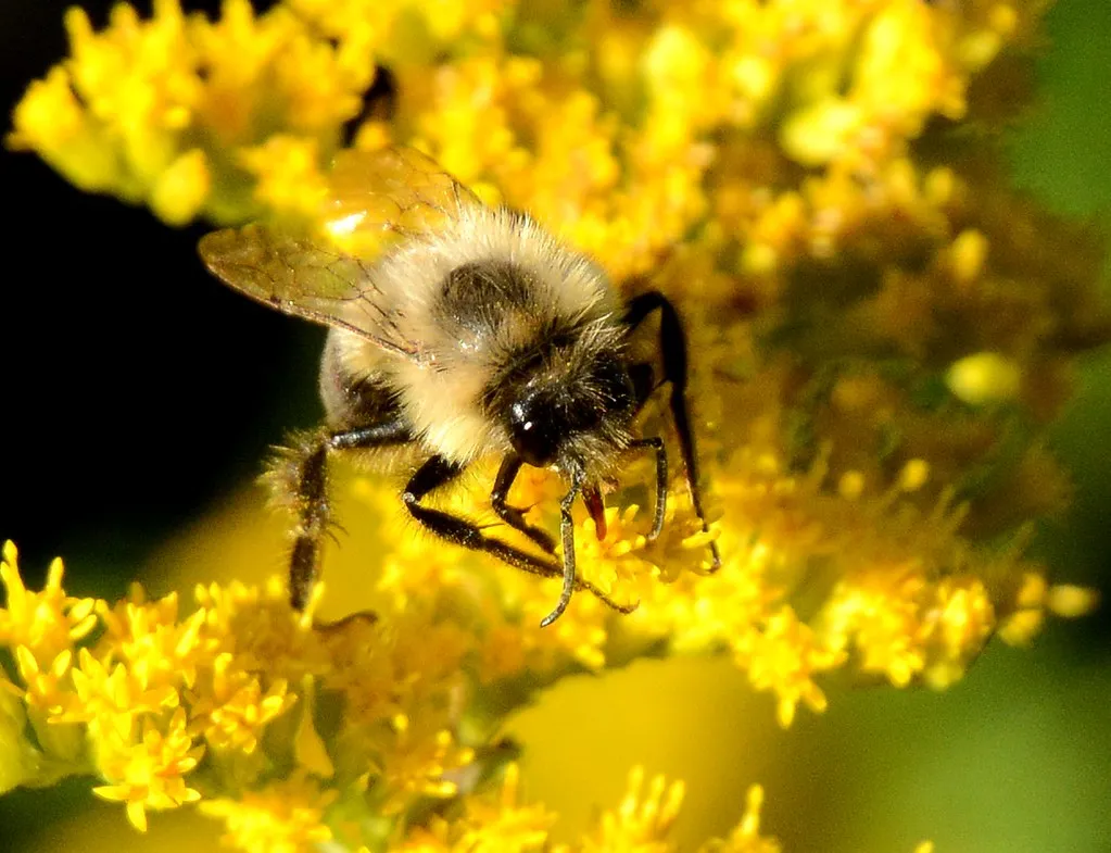 5. Sunny, Undisturbed Nesting Sites For Native Bees (Image Credits: Flickr)