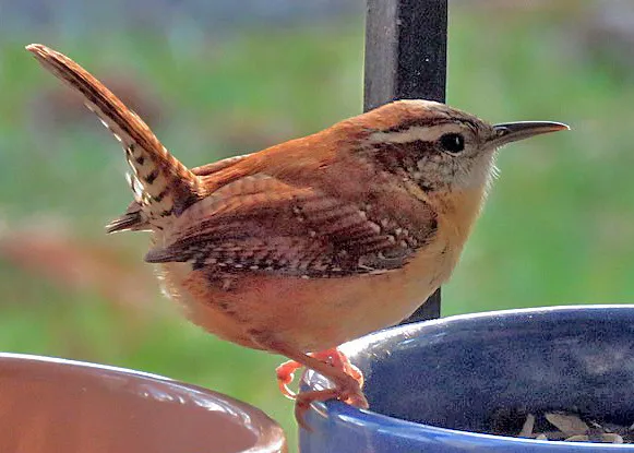 10. Rapid Reproduction (611catbirds, too, Flickr, CC BY 2.0)