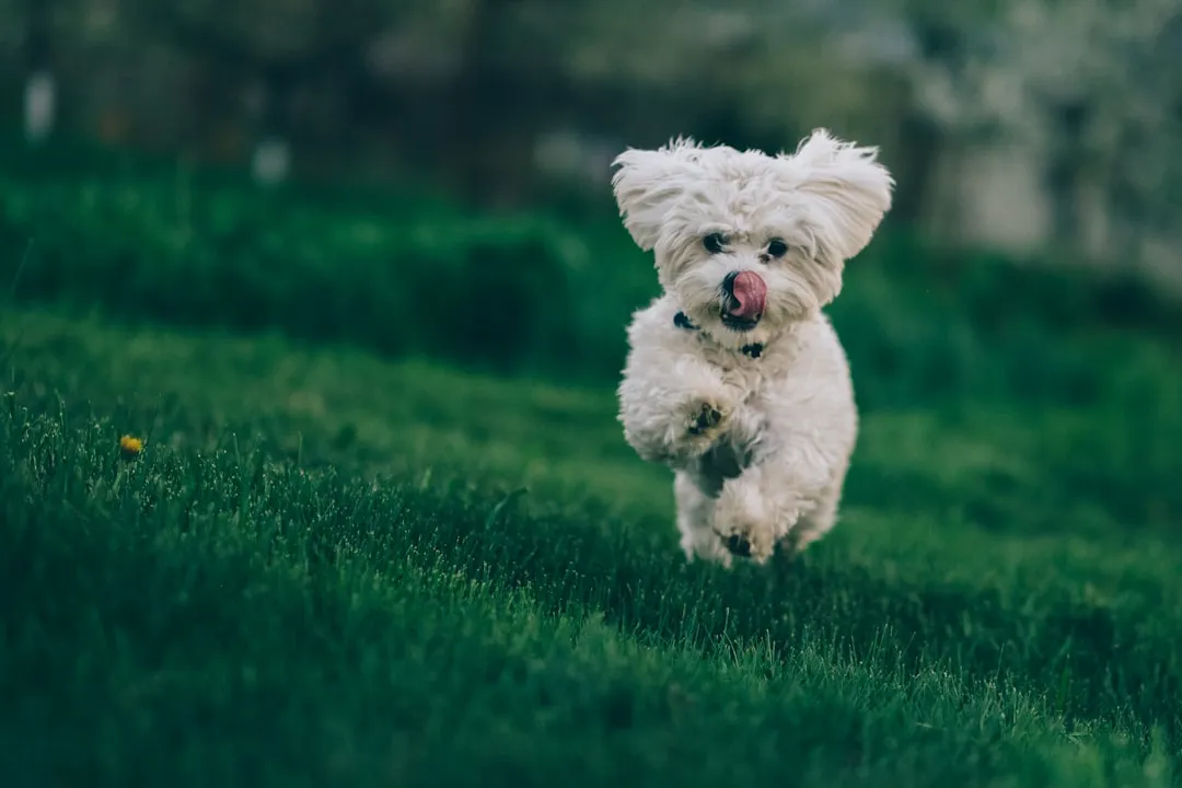 Pisces: The Dreamy Bichon Frise (Image Credits: Unsplash)