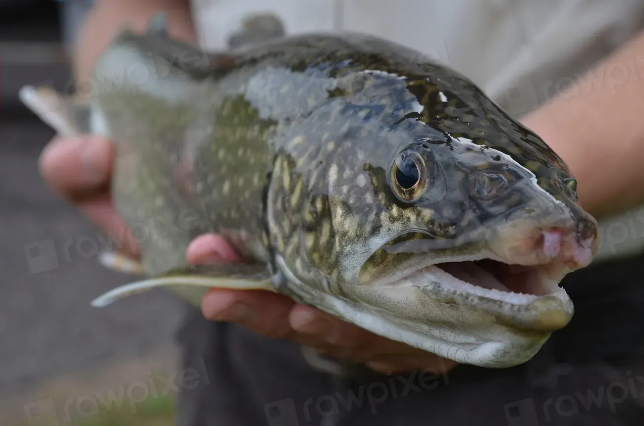 #5. The "Zombie Fish" of Lake Superior: A New Mystery (Image Credits: Rawpixel)