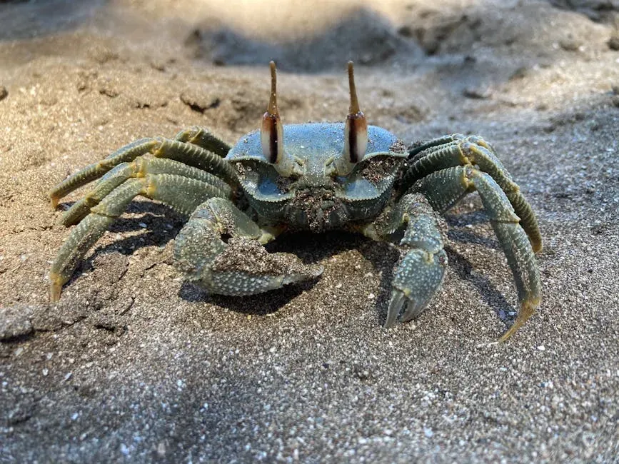 Yeti Crab: Farming Bacteria at Hydrothermal Vents (Image Credits: Pexels)
