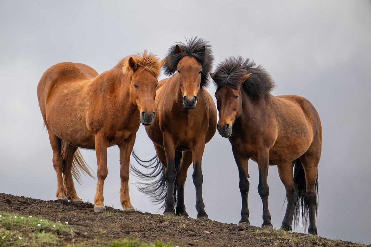 Icelandic Horse: The Northern Gentle Soul (Image Credits: Pixabay)