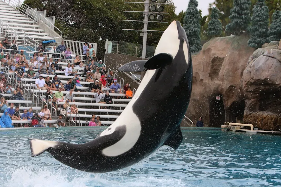 6. Orca (Killer Whale): A Lifetime Bond (Image Credits: Unsplash)