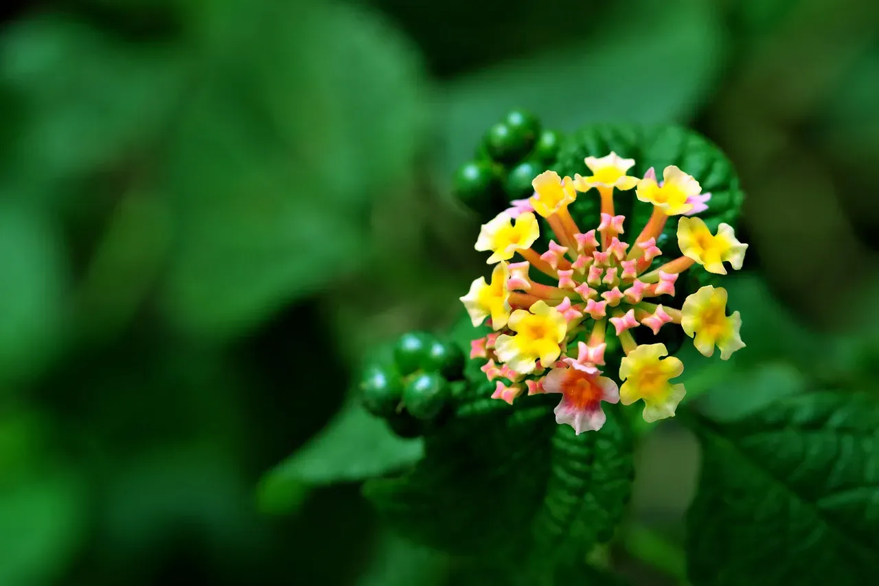 1. Lantana (Image Credits: Pixabay)