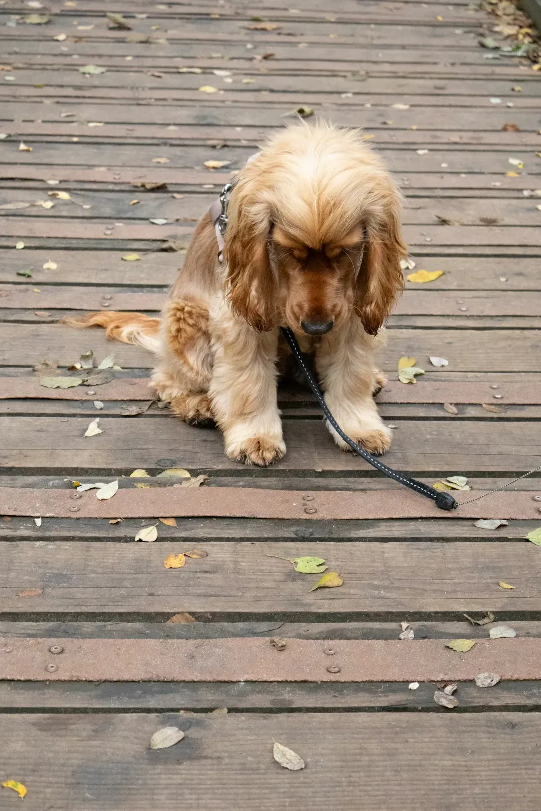3. Fetch Dropped Items Effortlessly (Image Credits: Unsplash)