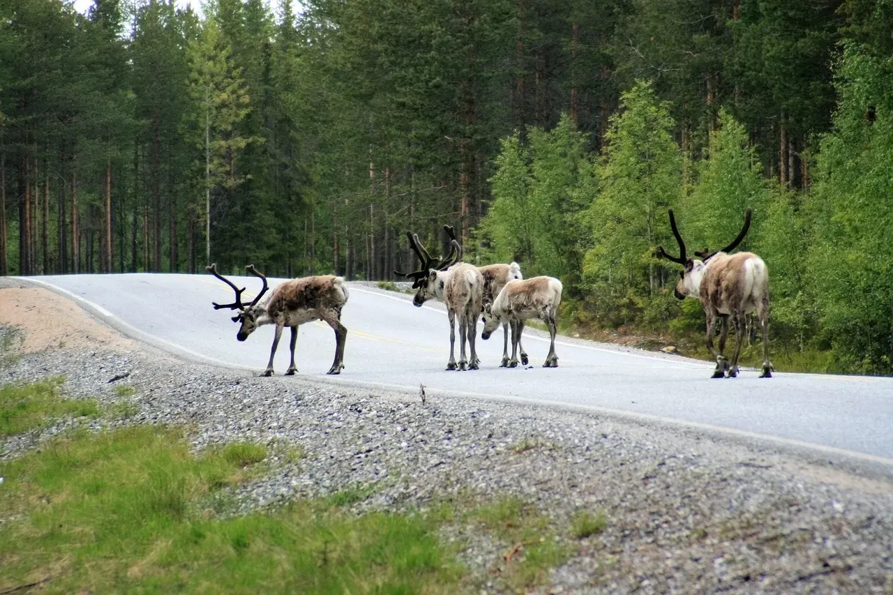 Their Hooves Make a Clicking Sound When They Walk (Image Credits: Pixabay)
