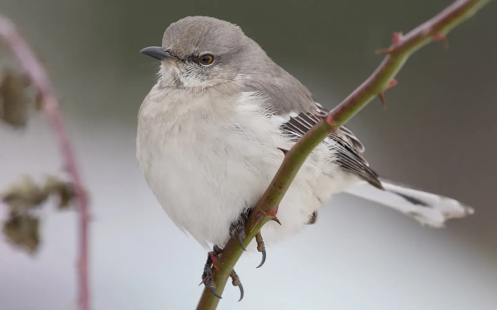 2. Northern Mockingbird: America's Vocal Virtuoso (Image Credits: Wikimedia)