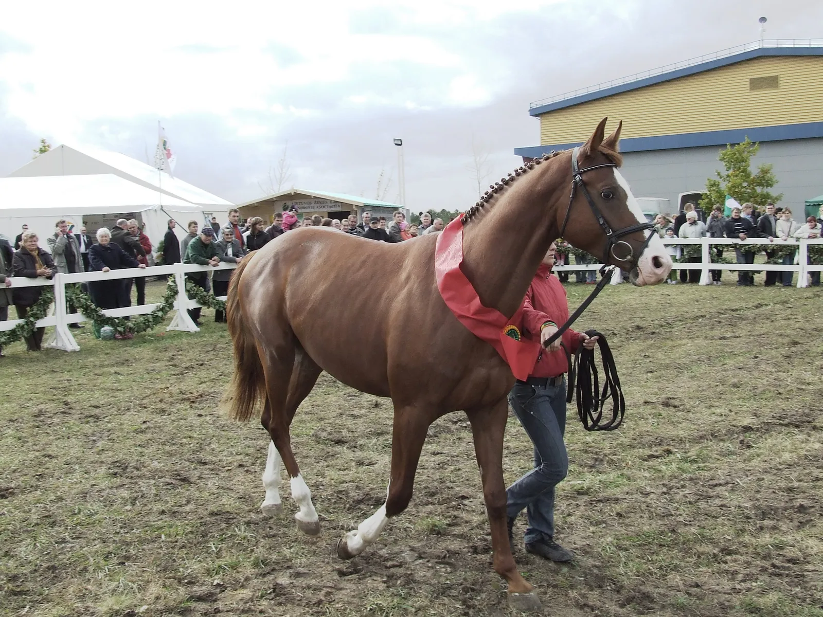 #10 - Trakehner (By Tocekas, CC BY-SA 3.0)