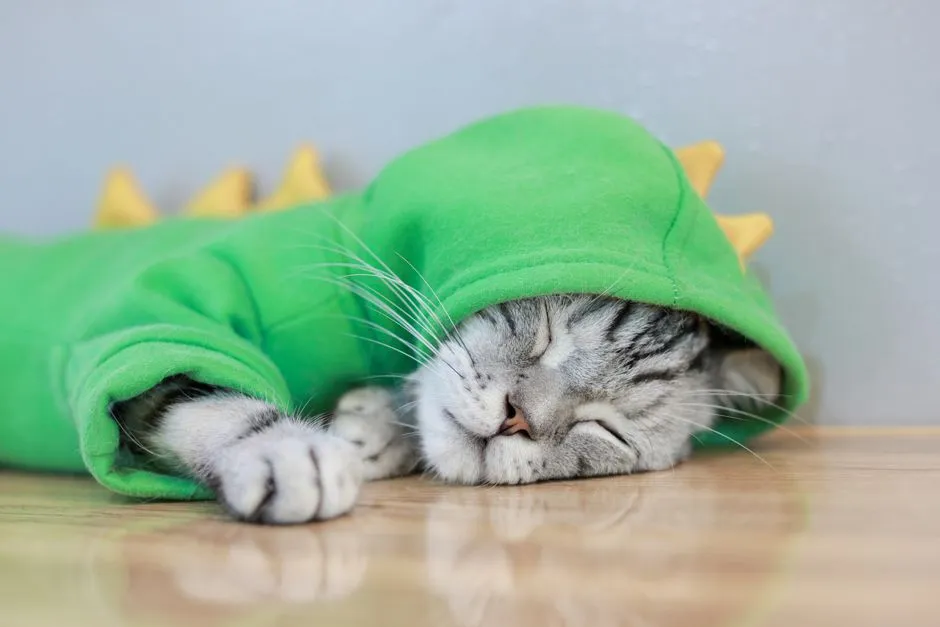 #11 - It Chooses Your Scent Over "Perfect" Cat Gear (Image Credits: Pexels)
