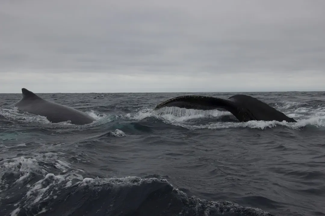 Beaked Whale Deep Diving (Image Credits: Unsplash)