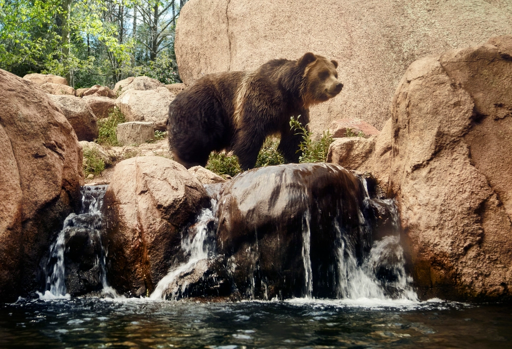Colorado: Where Mountain Living Meets Bear Reality (Image Credits: Rawpixel)