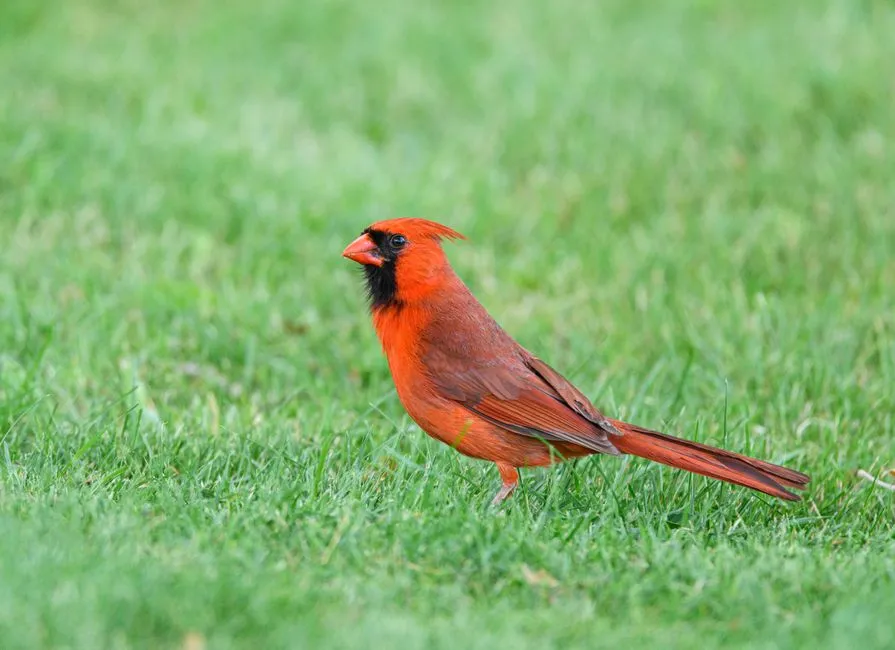 #16 - Stop Overseeding Lawns Where Birds Actually Forage (Image Credits: Pexels)