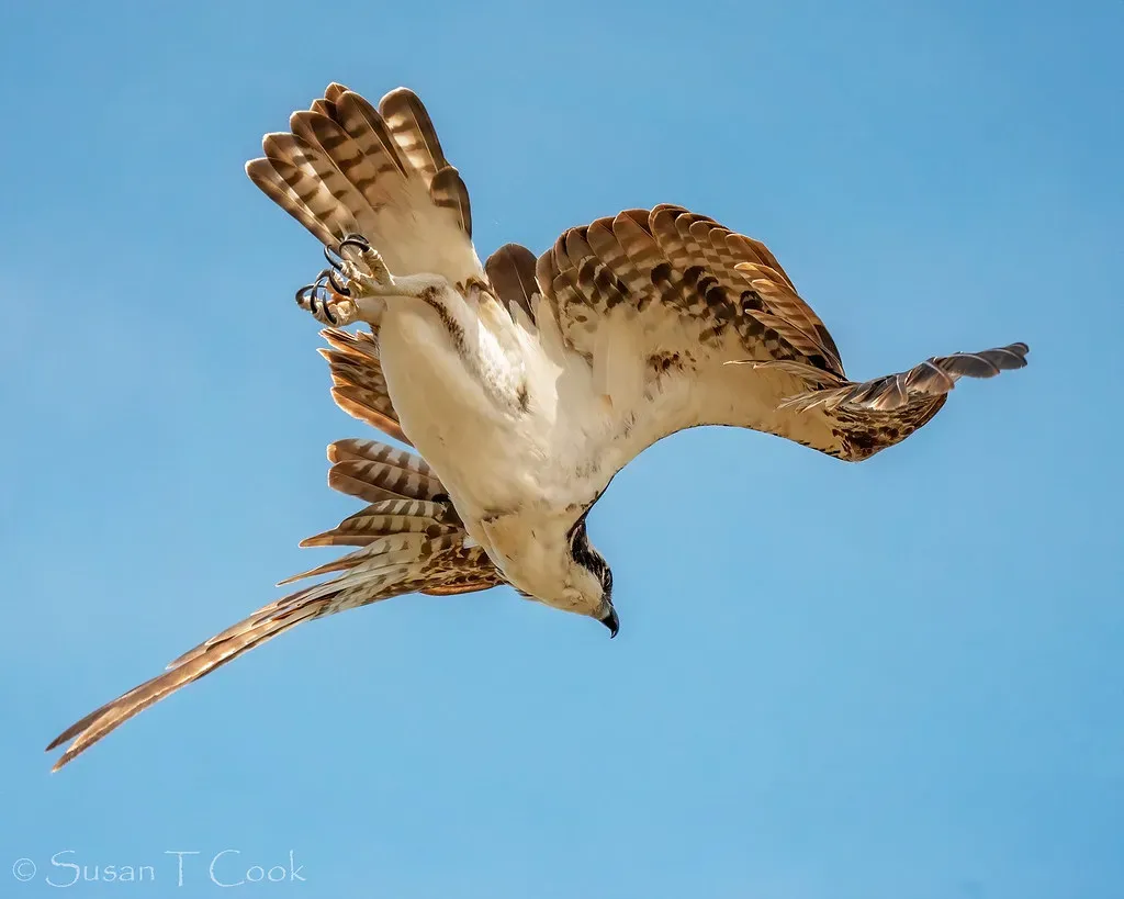 2. Vero Beach, Florida - Diving Action Right Off the Atlantic Coast (cameraclub231, Flickr, CC BY 2.0)