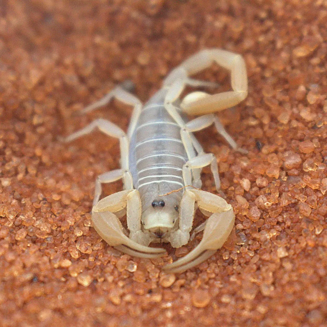 Scorpio: The Scorpion's Transformative Intensity (Image Credits: Unsplash)