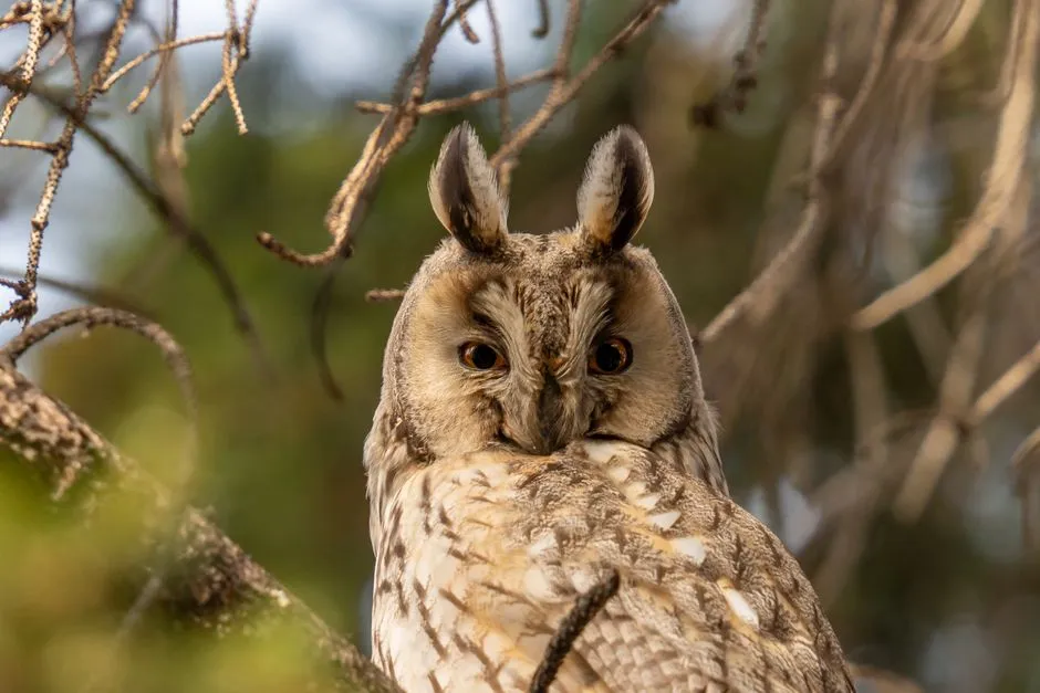 Capricorn: The Long-Eared Owl's Steadfast Ambition (Image Credits: Pexels)