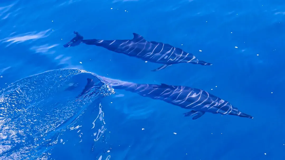 8. Dolphins Sleep With Only Half Their Brain at a Time (Image Credits: Unsplash)