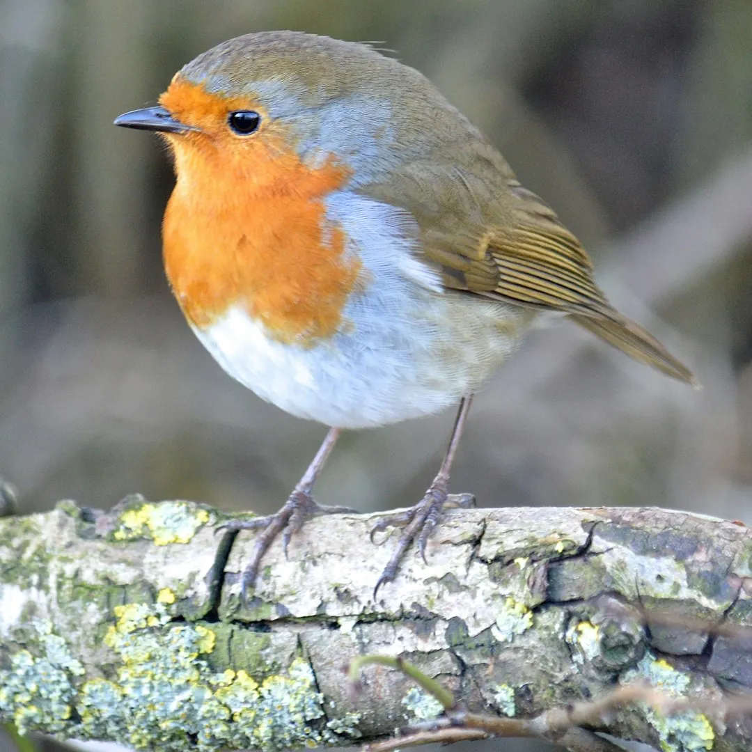 Aren’t Robins “Supposed” To Migrate? The Myth vs. Reality (Image Credits: Unsplash)