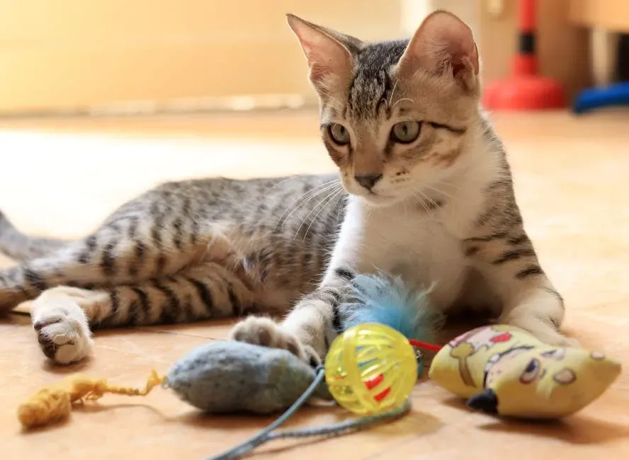 Enrich Their World With Play and Mental Stimulation (Image Credits: Pexels)