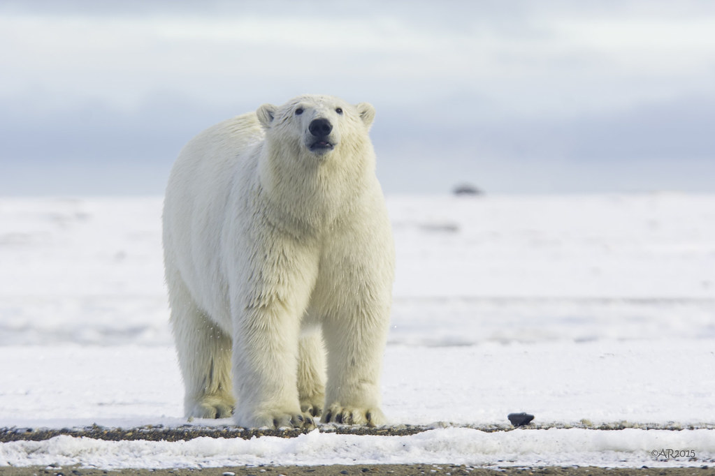 Climate Change and Increased Human-Bear Encounters (Image Credits: Flickr)