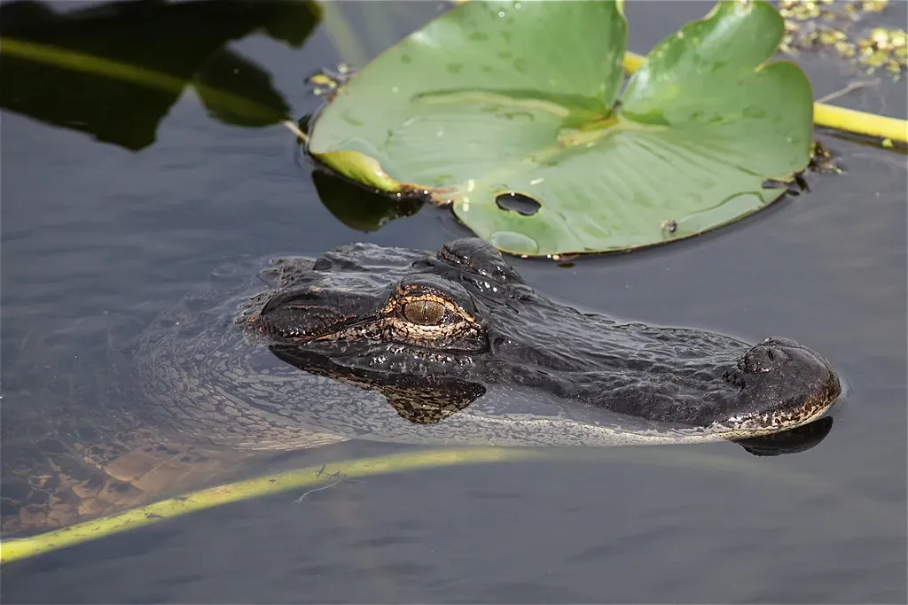 9. American Alligators: A Southern Suburban Reality (L'eau Bleue, Flickr, CC BY-SA 2.0)