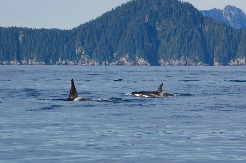 Aquarius: The Orca (Image Credits: Flickr)