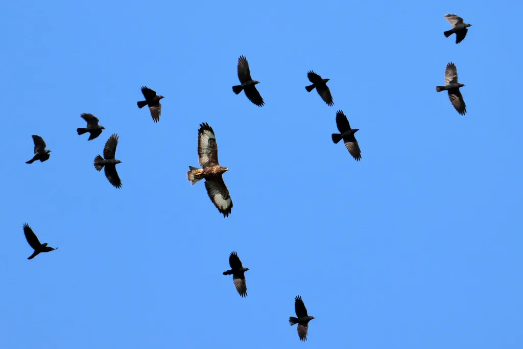 #1 - Crows Are Sounding a Neighborhood-Wide Alarm (Airwolfhound, Flickr, CC BY-SA 2.0)