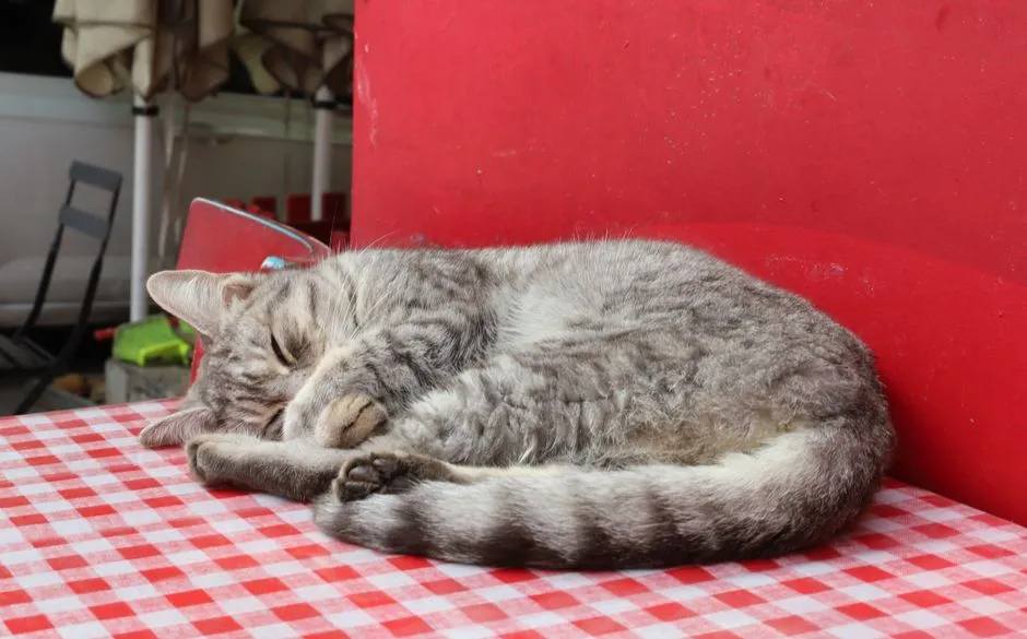 5. Testing the Surface with “Trial Naps” (Image Credits: Pexels)