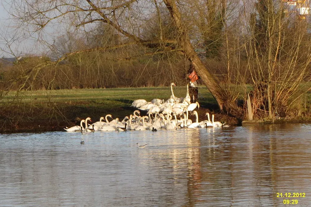#4 - Mute Swans Guard Their Yard With a Devotion That Borders on Fierce (davidshort, Flickr, CC BY 2.0)