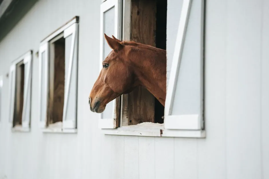 #5 - Separation Anxiety Locks Onto a Person, Not the Herd (Image Credits: Pexels)