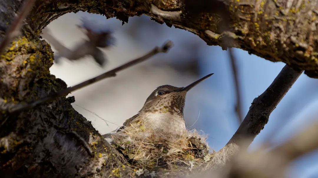 #9 - They Keep Collecting Nest Material Long After Nesting Season Ends (Image Credits: Unsplash)