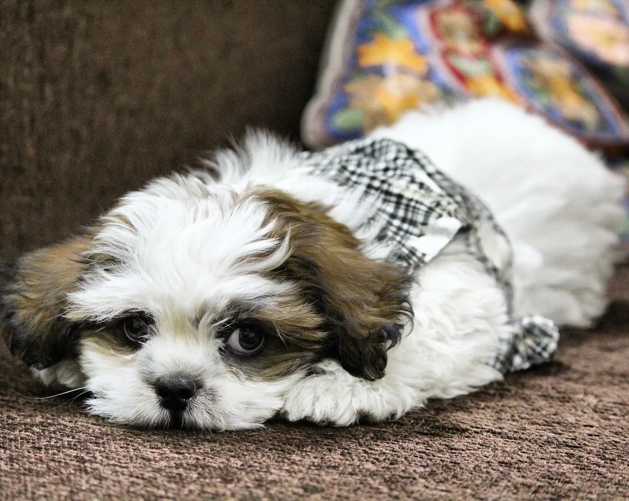 #2 - Lhasa Apso (Image Credits: Pixabay)