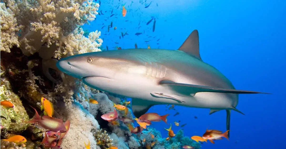 #7 Libra (September 23 – October 22): The Reef Shark (Image Credits: Source:Animalfactguide.com)