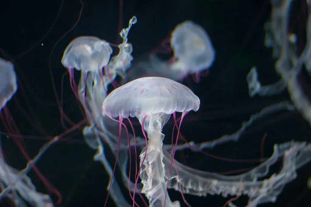 Their Role in the Ocean Ecosystem (Jukov Nikita, Flickr, CC BY 2.0)