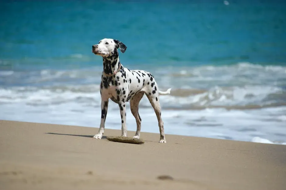 4. Dalmatian (Image Credits: Pexels)