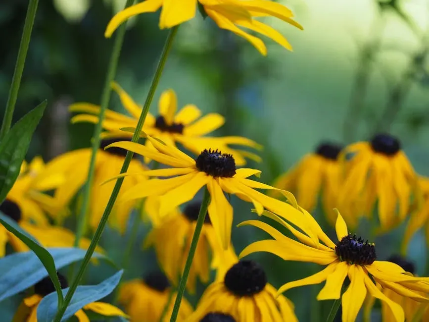 Black-Eyed Susan: The Wildflower That Works (Image Credits: Pexels)