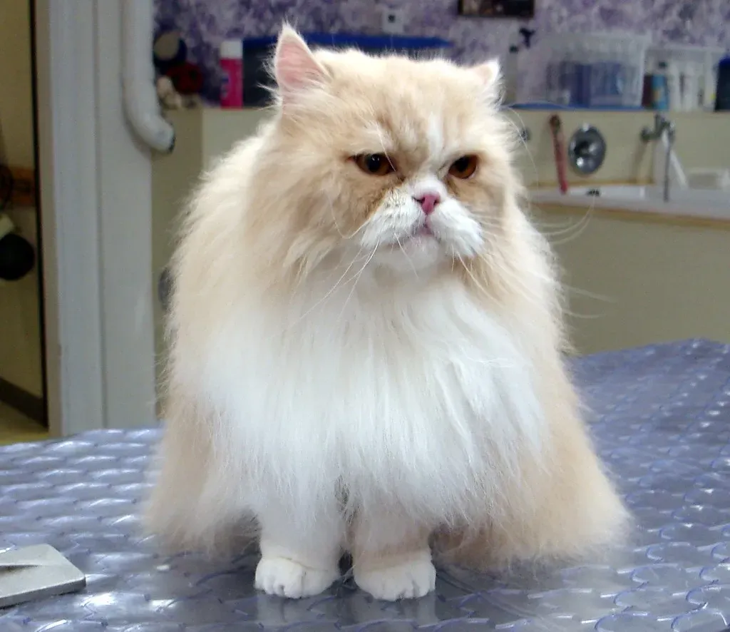 Persian Cats: Beautiful But High Grooming Demands (Image Credits: Flickr)