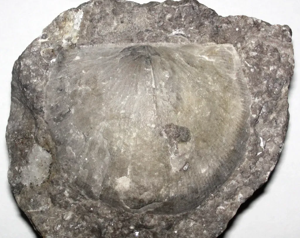 The Brachiopod: Ancient Shellfish That Outlived Almost Everything (Image Credits: Flickr)