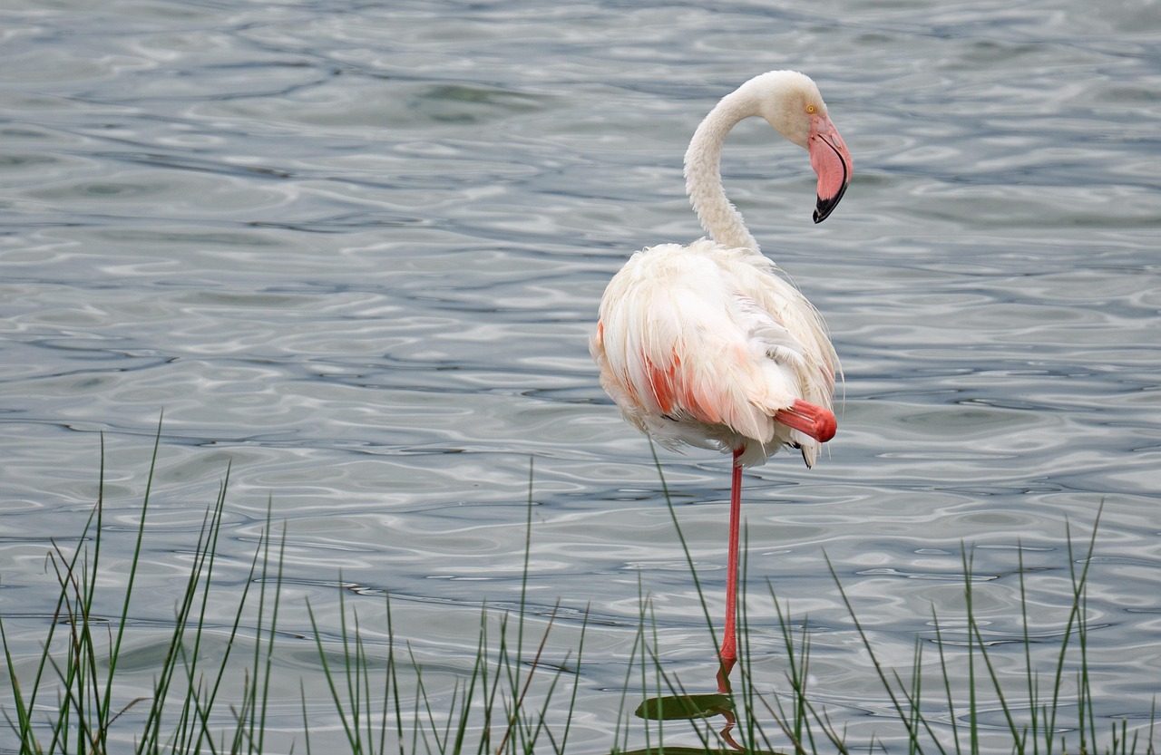 Lake Natron: Where Animals Turn to Stone (Image Credits: Pixabay)
