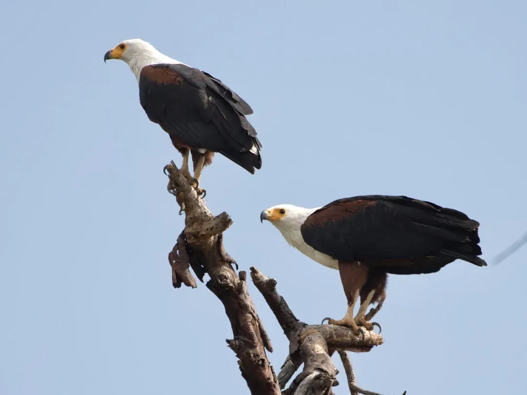 4. Lifelong Mates in the Skies (Image Credits: Unsplash)